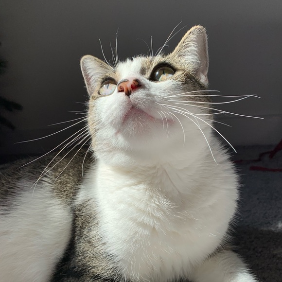 Meet your Posher, Sonia - Picture 1 of 1